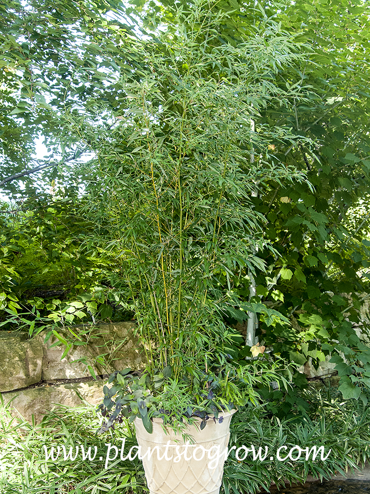 Bissett Bamboo (Phyllostachys Bissetii)